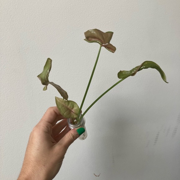 Rooted Neon Syngonium - Picture 2 of 3